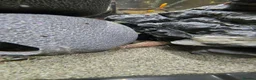 Catfish fish for sale: Hoplo Catfish and Corydora catfish in Manchester - Advert 2