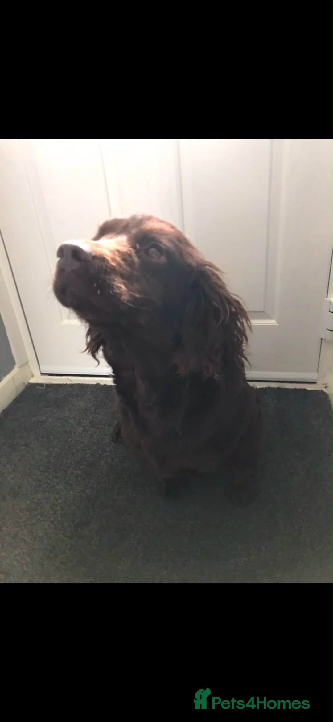 Cocker Spaniel dogs for sale: Cocker spaniel puppies  - Advert 13