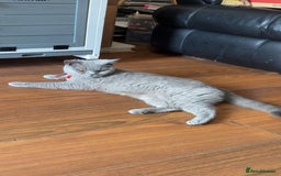 British Shorthair cats for sale: Pure bread British shorthair for sale - Image 2
