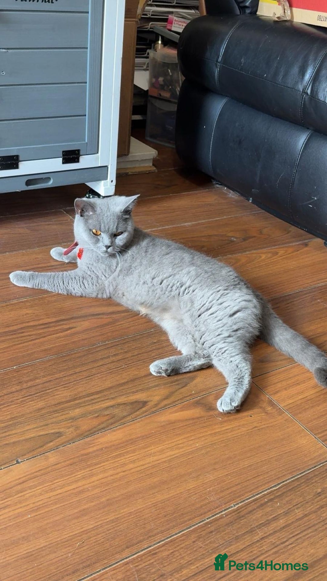British Shorthair cats for sale: Pure bread British shorthair for sale - Image 2