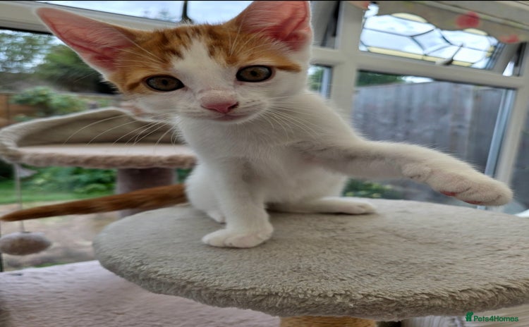 Mixed Breed cats - Advert 13