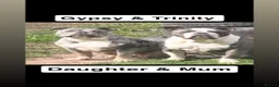 Olde English Bulldogge dogs for sale: Olde English bulldogs litter EXCEPTIONAL - Advert 16