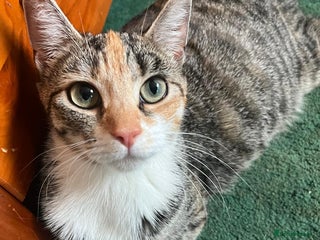 British Shorthair cats One ginger male and one female torti kitten. - Advert 1