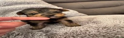 Yorkshire Terrier dogs for sale: Yorkshire Terrier Pups - Advert 5