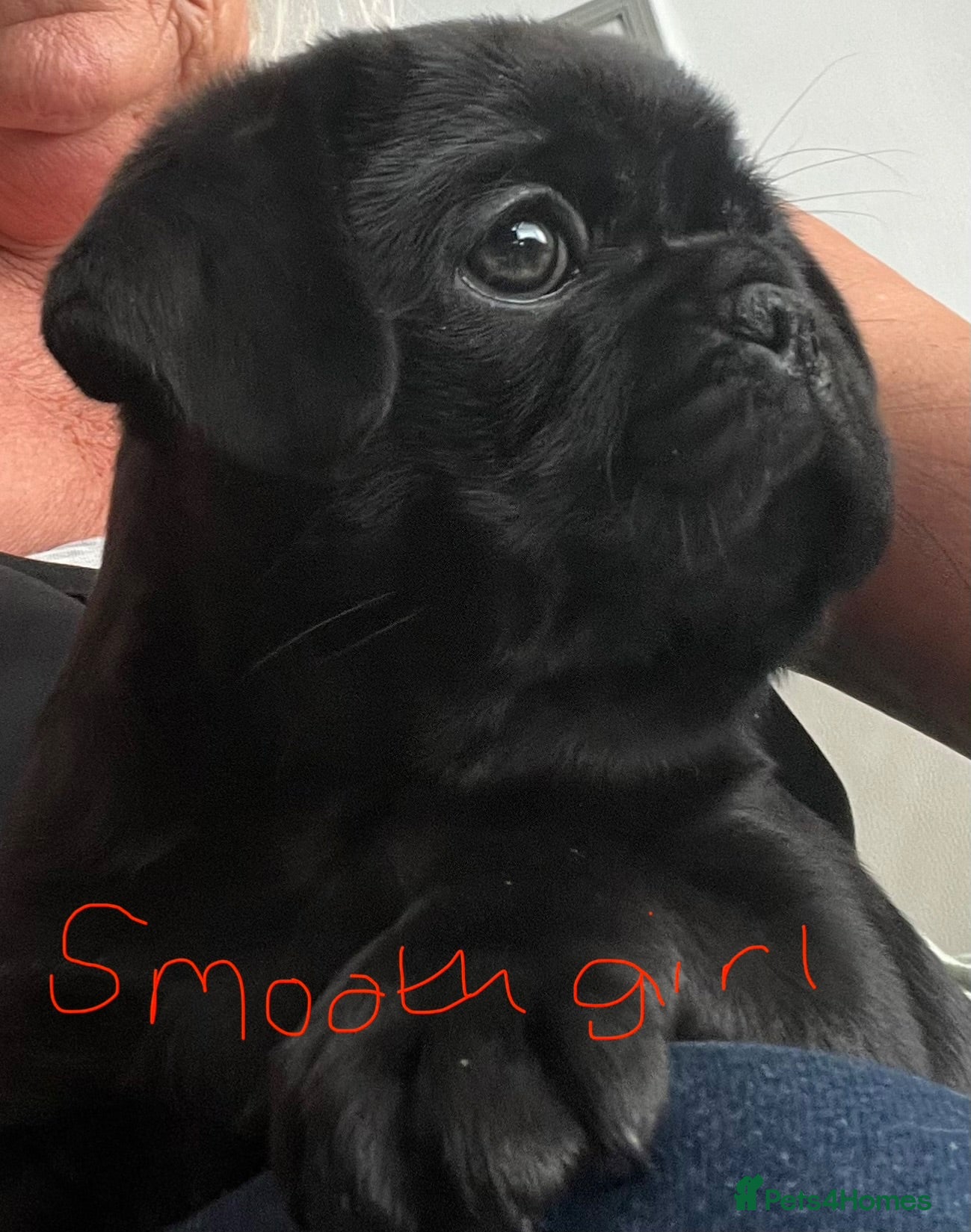 Pug dogs Fluffy teddy bear pugs husky markings KC Reg  - Advert 1