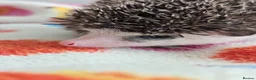 Pygmy Hedgehog rodents for sale: Gorgeous Reduced Hoglets available NOW!!!! - Advert 16