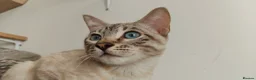 Bengal cats for sale: Gorgeous snow Bengal boy - Advert 1