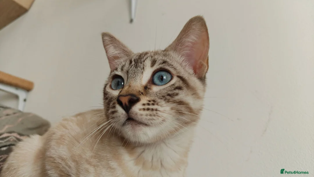 Bengal cats for sale: Gorgeous snow Bengal boy - Advert 1