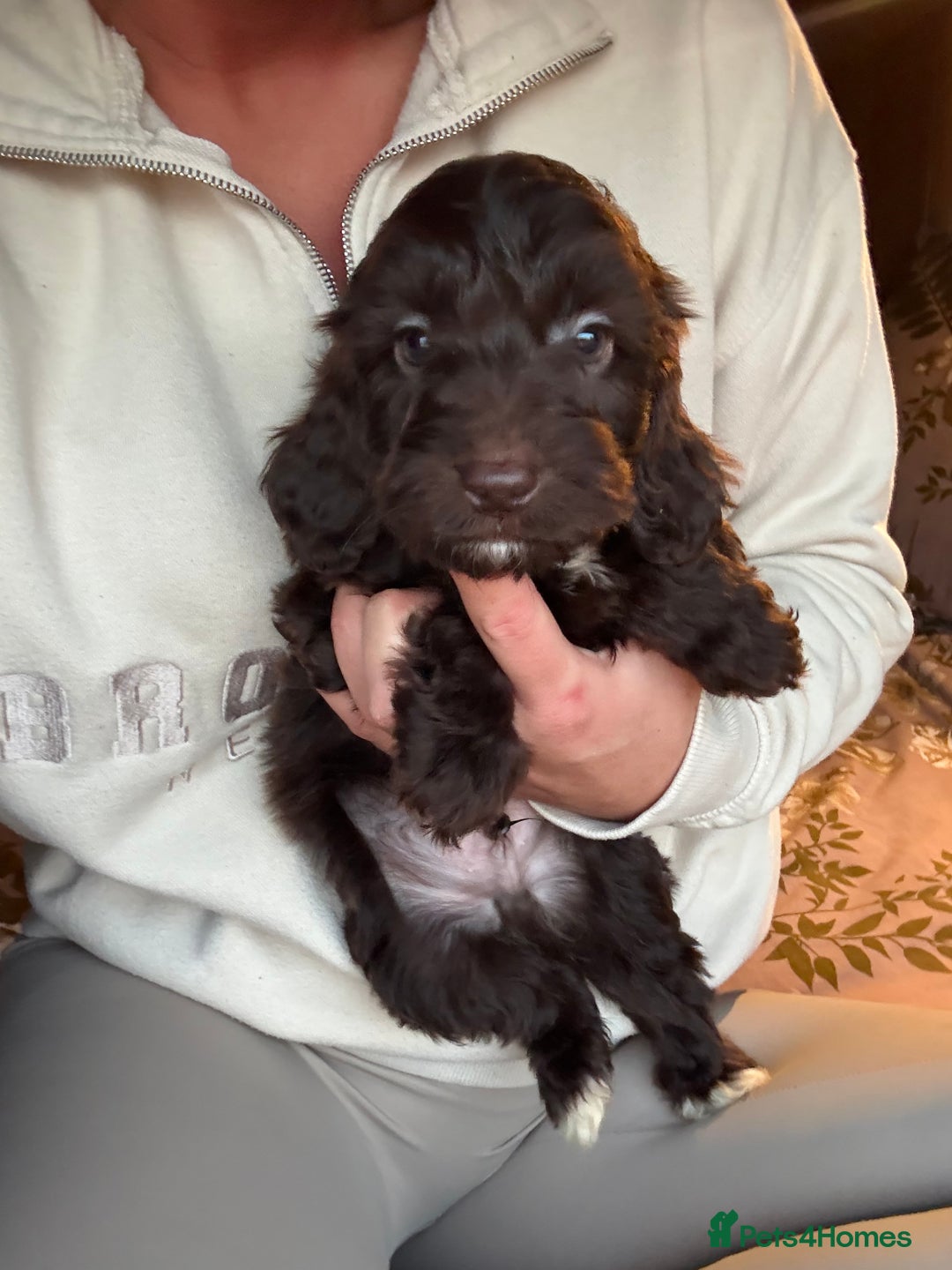 Cockapoo dogs for sale: Cockerpoo puppy  - Advert 3