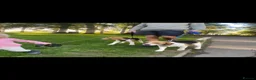Beagle dogs for sale: Pair of beagle dogs for rehoming. - Advert 4