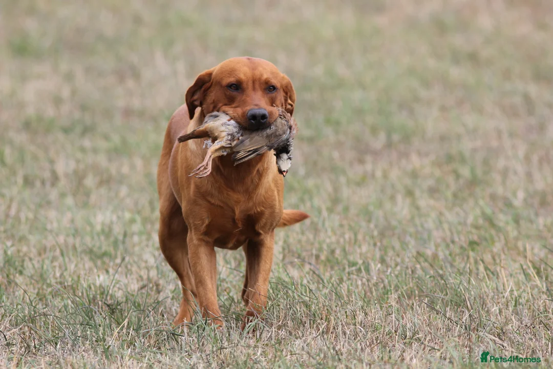 Labrador Retriever dogs for stud: At Stud Autumnsoak Delphinium Bryn Hips 0/0 - Advert 7