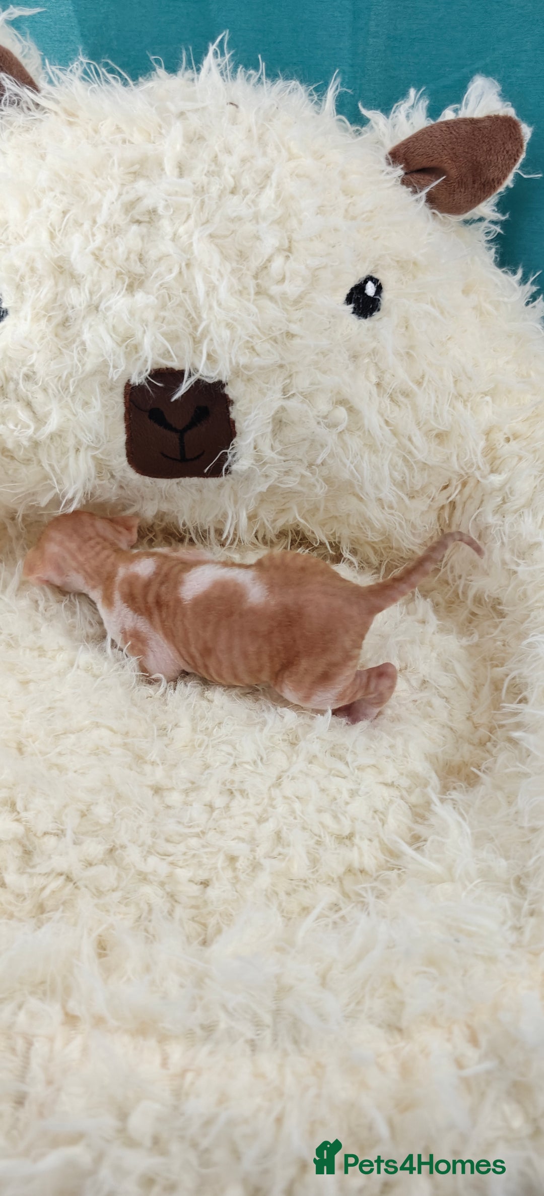 Cornish Rex cats for sale: Cornish Rex kittens available to reserve. - Image 7