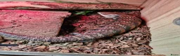 Lizard reptiles for sale: Lizards & Geckos for sale in Wickford - Advert 4