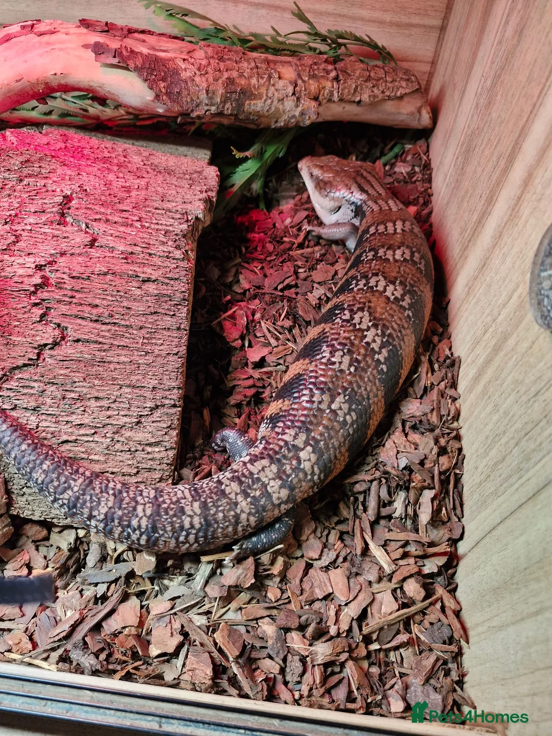 Lizard reptiles for sale: Lizards & Geckos for sale in Wickford - Advert 4