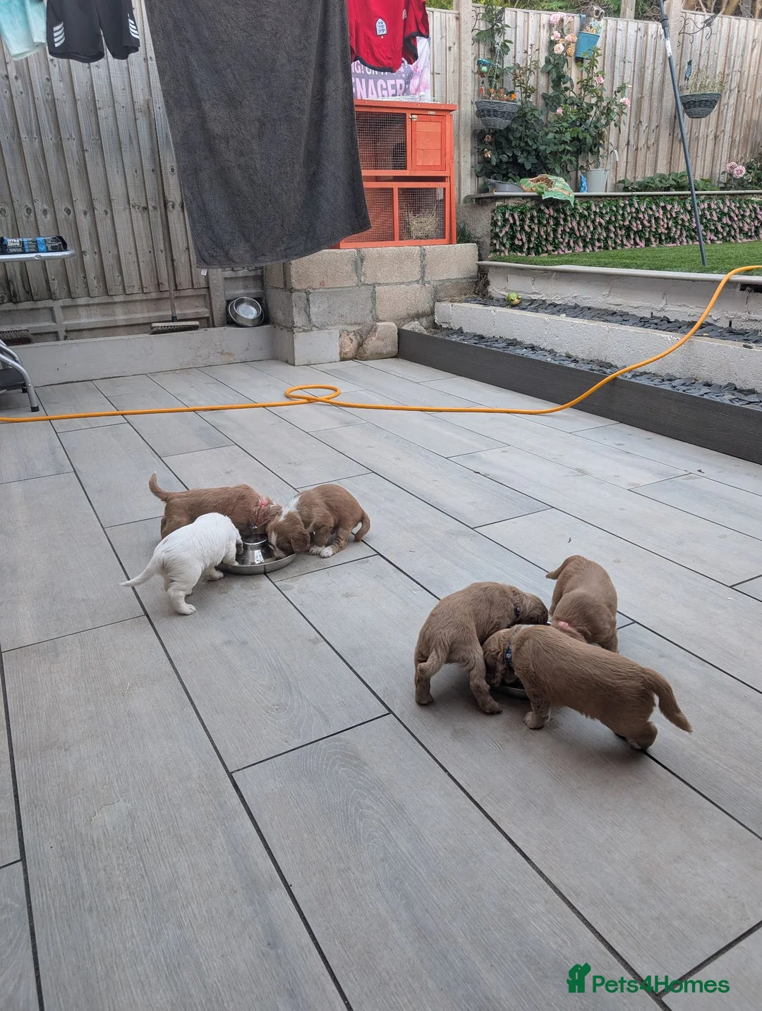 Cocker Spaniel dogs for sale: cocker  in Leamington Spa - Advert 2