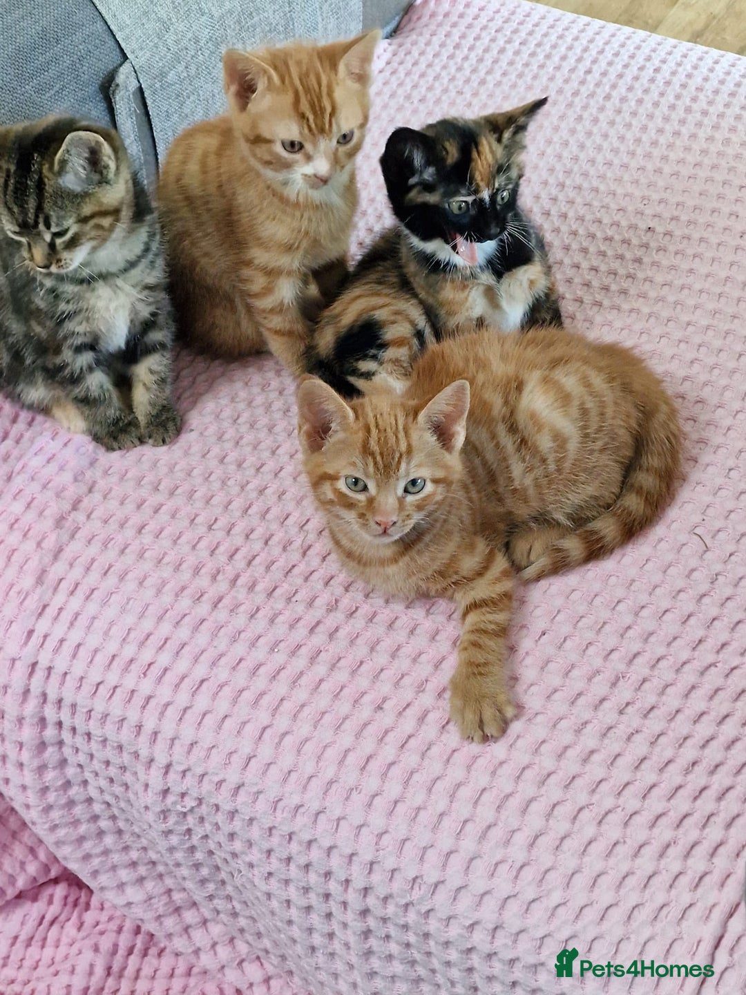 Mixed Breed cats for sale: Very special tortie and white girl - Advert 5