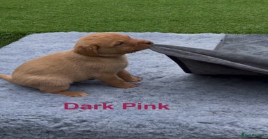 Labrador Retriever dogs - Advert 4