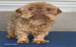 Shih Tzu dogs for sale: READY NOW Chocolate adult boy - Image 3