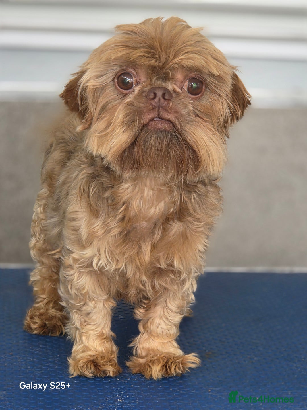 Shih Tzu dogs for sale: READY NOW Chocolate adult boy - Image 3