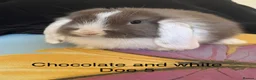 Mini Lop rabbits for sale: Mini Lops - Advert 3