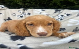 Cocker Spaniel dogs for sale: Five beautiful cocker spaniels - Image 19