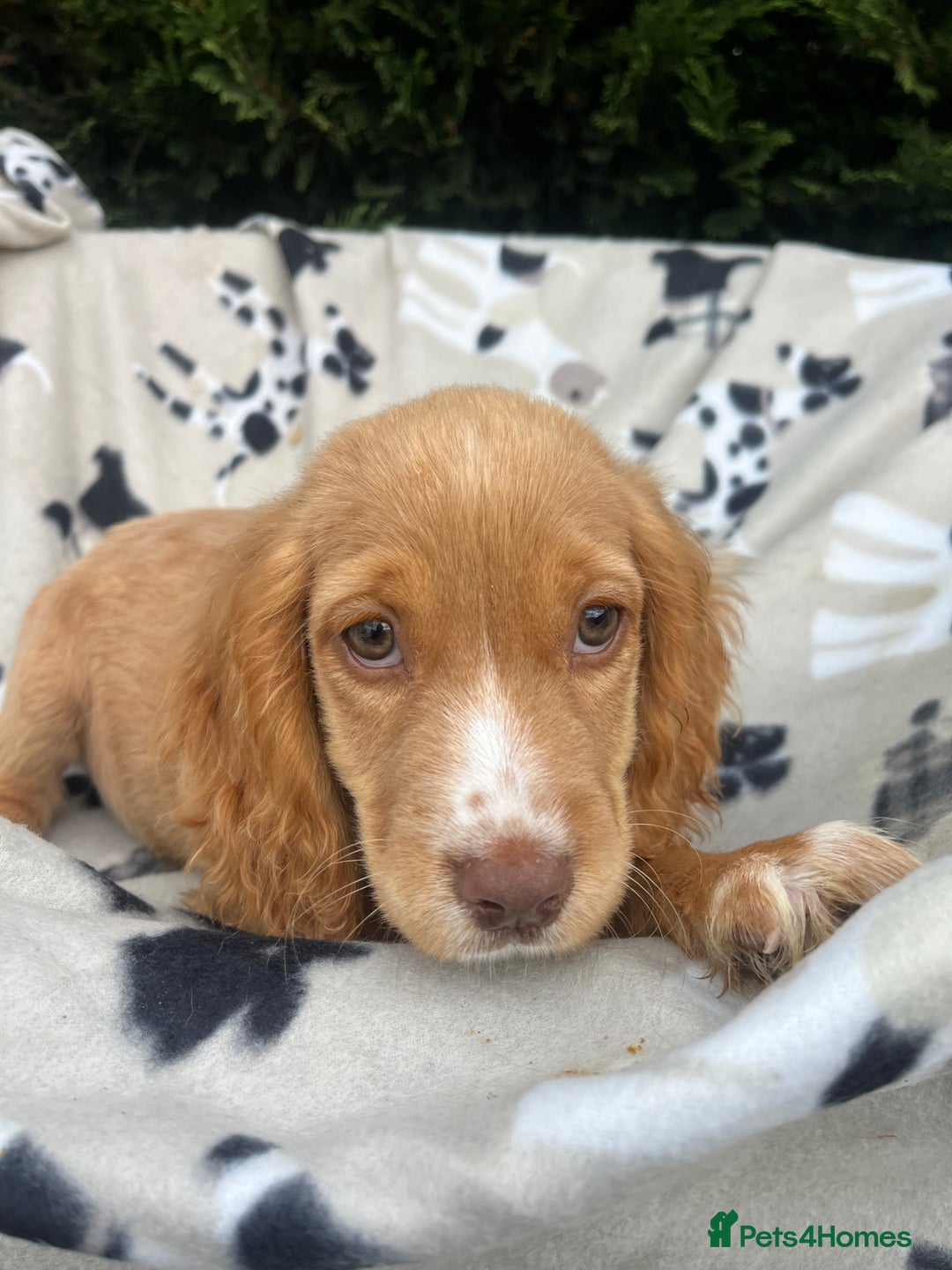 Cocker Spaniel dogs for sale: Five beautiful cocker spaniels - Image 19