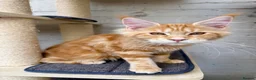 Maine Coon cats for sale: TICA Pedigree Massive Red Kittens - Advert 5