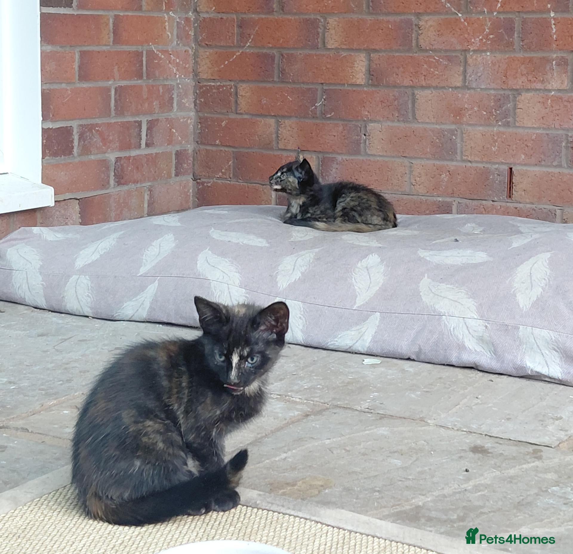 Mixed Breed cats Gorgeous Tortoiseshell Female Kittens - Advert 5