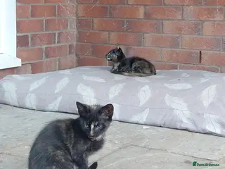 Mixed Breed cats Gorgeous Tortoiseshell Female Kittens - Advert 5