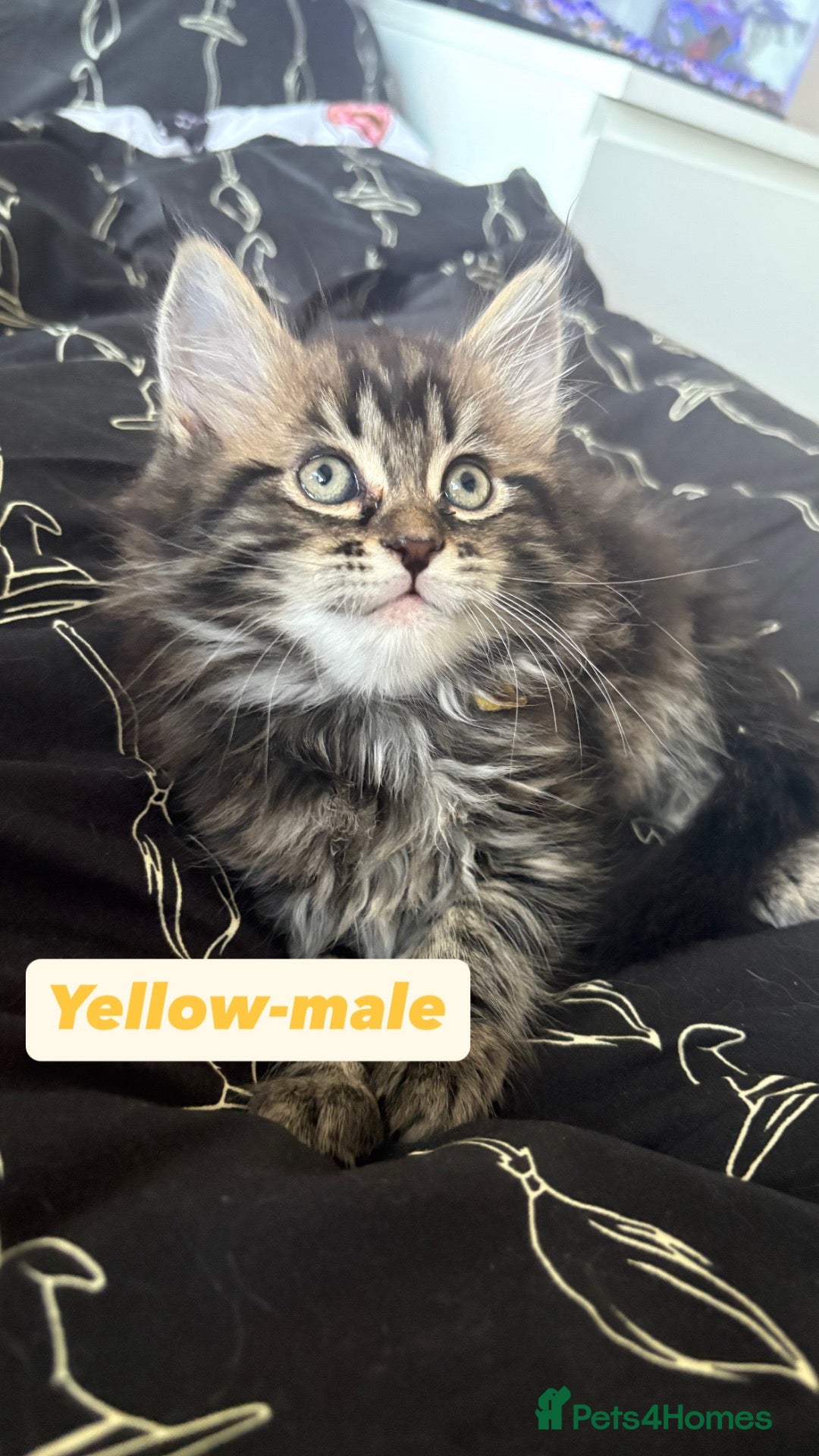 Maine Coon cats Fluffy Maine coone kittens  - Advert 1