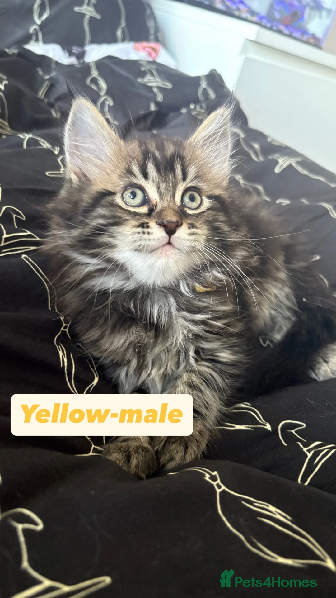 Maine Coon cats for sale: Fluffy Maine coone kittens  - Advert 1