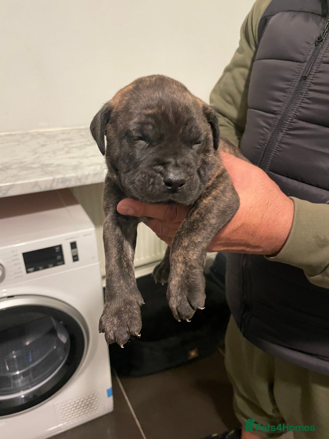 Presa Canario dogs for sale: Presa Canario Puppies Spanish x Serbian Imports - Advert 3