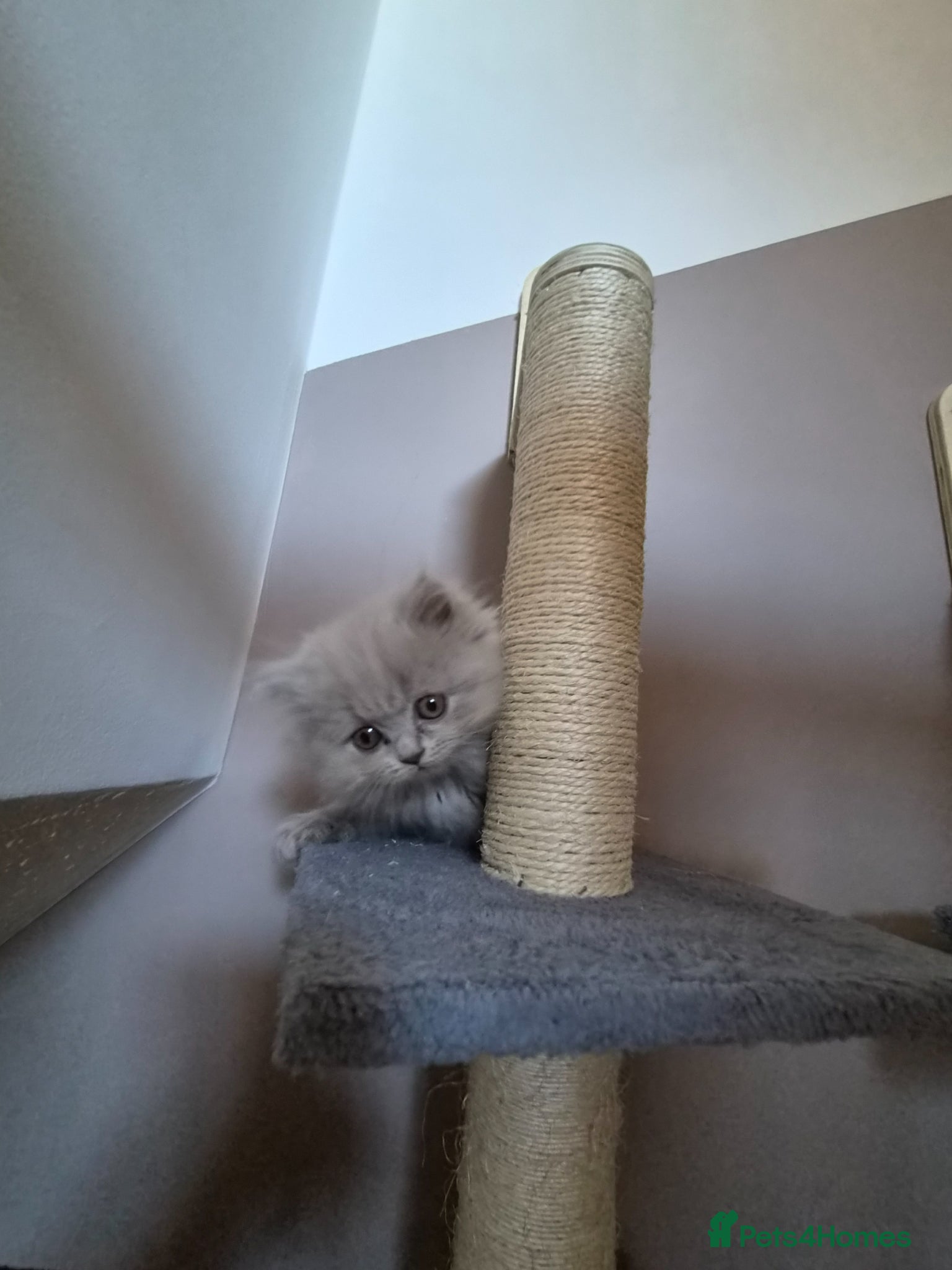 British Shorthair cats British kitten  - Advert 4