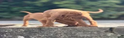 Hungarian Vizsla dogs for sale: Hungarian Vizsla Puppies – Rich Geltwood Heritage - Advert 4