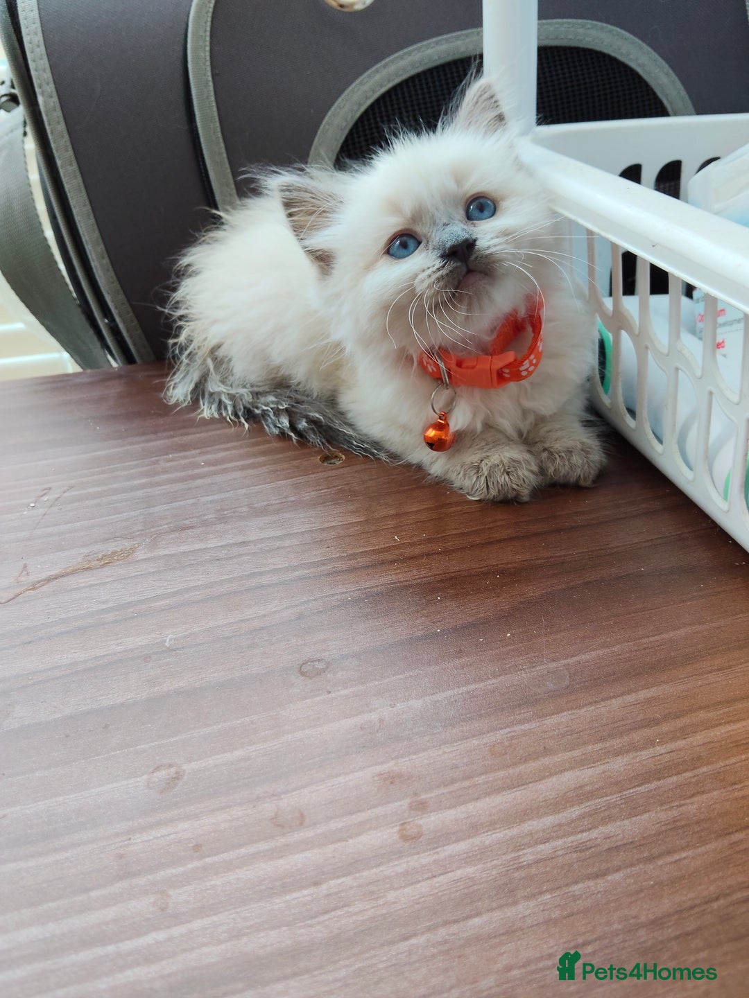 Ragdoll cats for sale: ragdoll kittens - Image 5