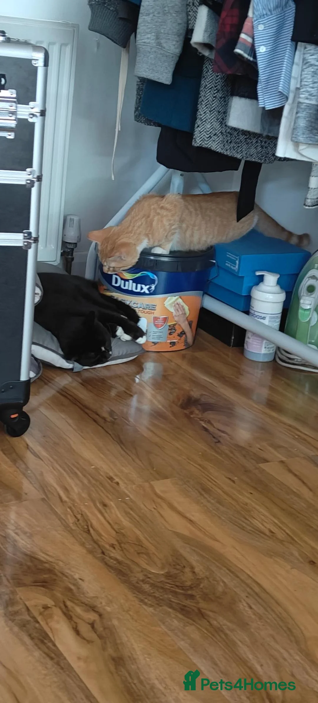 Mixed Breed cats for sale: Orange male kitten PRICE CAN BE NEGOTIATED  - Advert 1