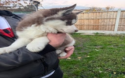 Siberian Husky dogs for sale: Siberian husky puppies available - Image 5