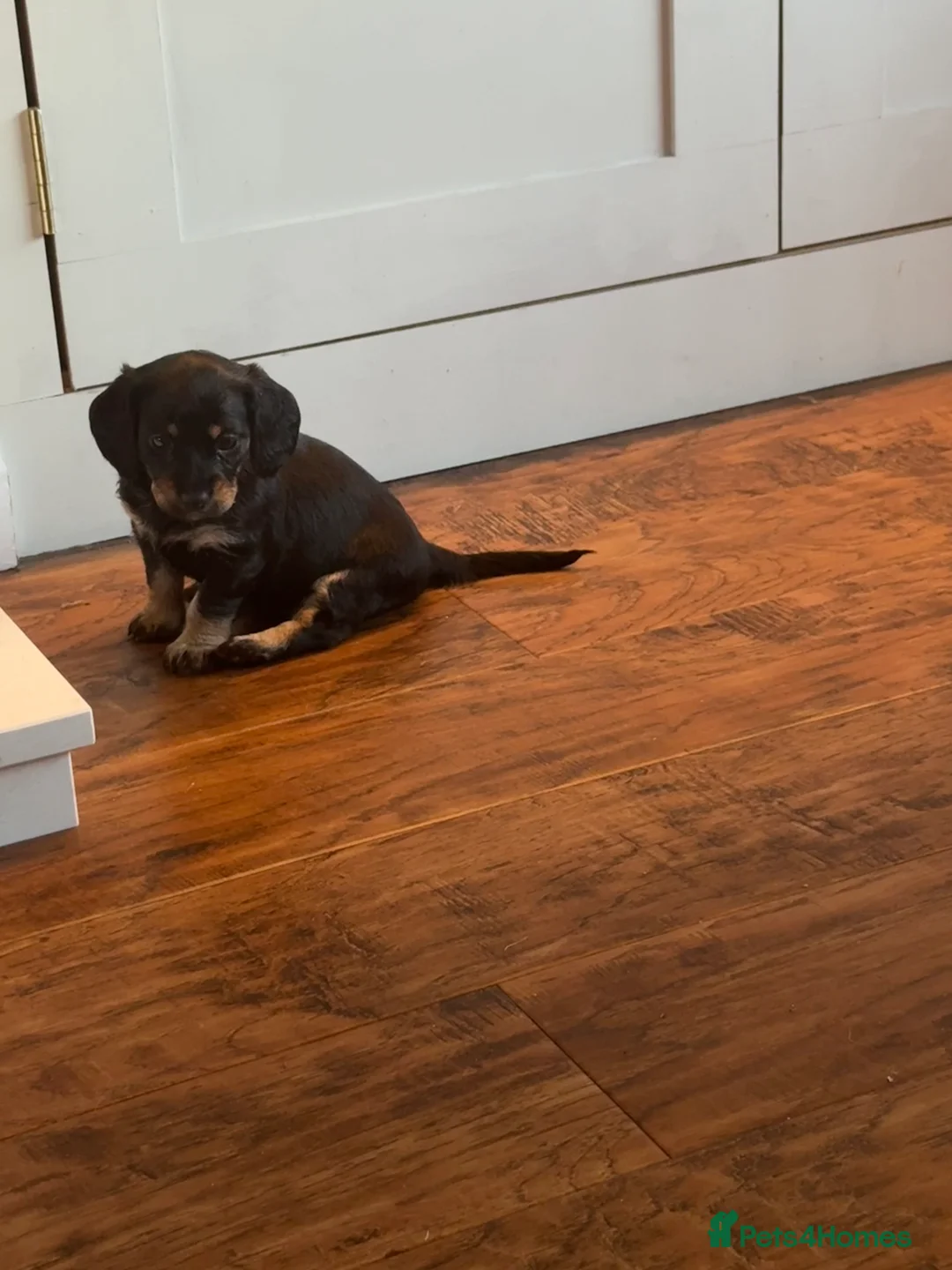 Mixed Breed dogs for sale: Doxiepoos - Advert 4