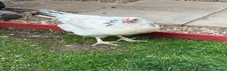 Chickens poultry for sale: 2 X light Sussex at POL - Advert 6