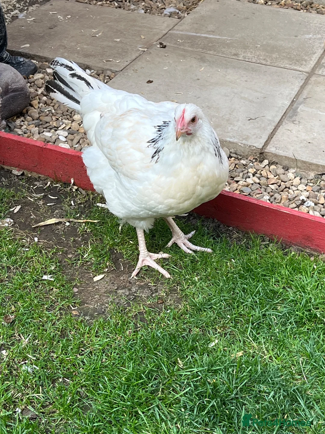 Chickens poultry for sale: 2 X light Sussex at POL - Advert 6