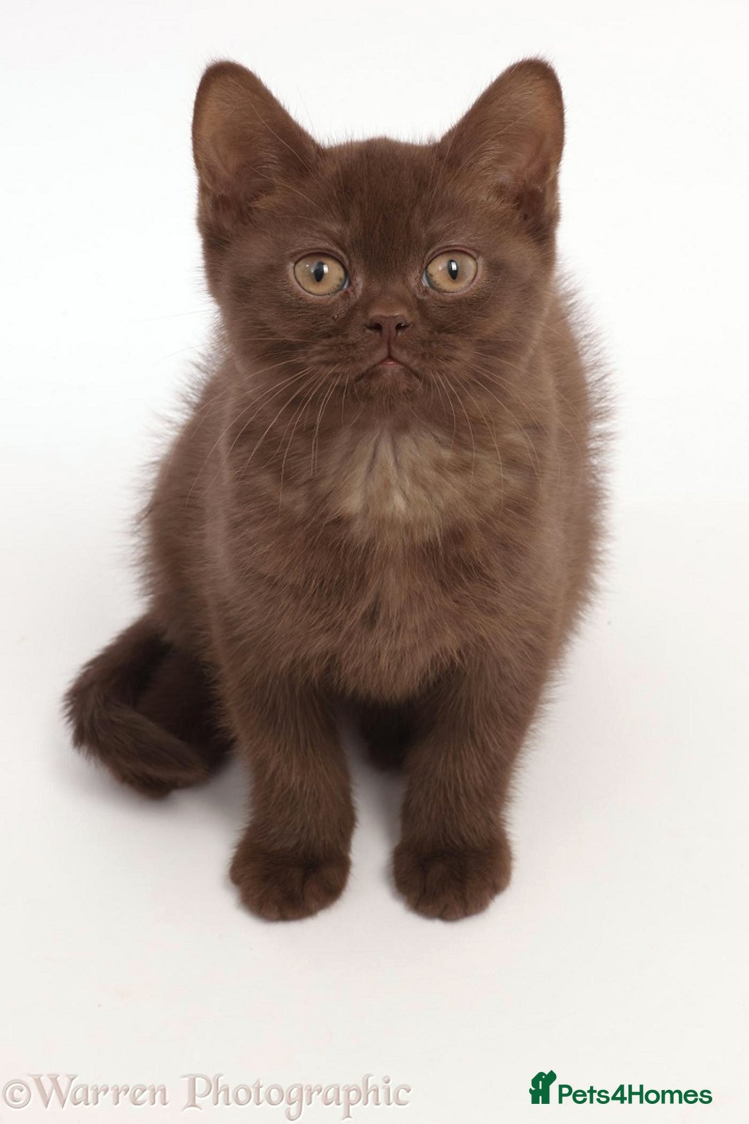 British Shorthair cats for sale: Adorable British Babies  - Advert 6