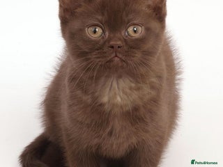 British Shorthair cats Adorable British Babies - Advert 6