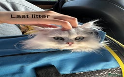 Persian cats for sale: Persian Chinchilla Kittens - Image 13