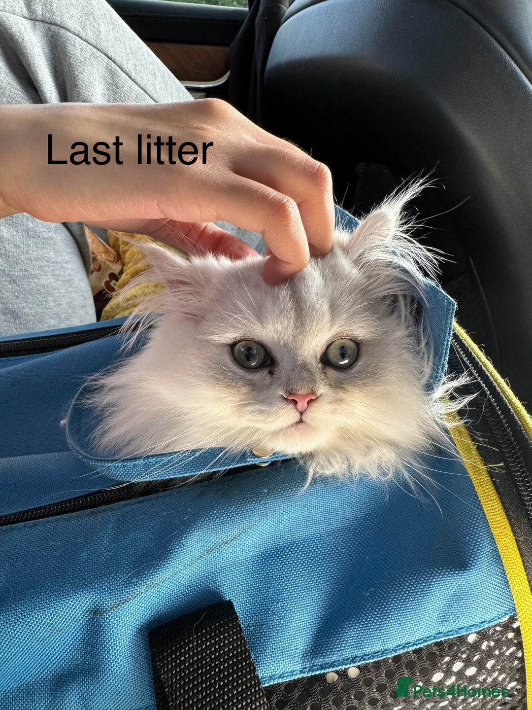 Persian cats for sale: Persian Chinchilla Kittens - Image 13