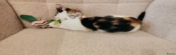 Mixed Breed cats for sale: 4 Loving kittens for sale  - Advert 6