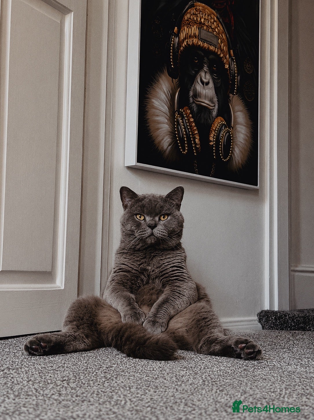 British Shorthair cats for stud: Cat for stunning - Advert 2