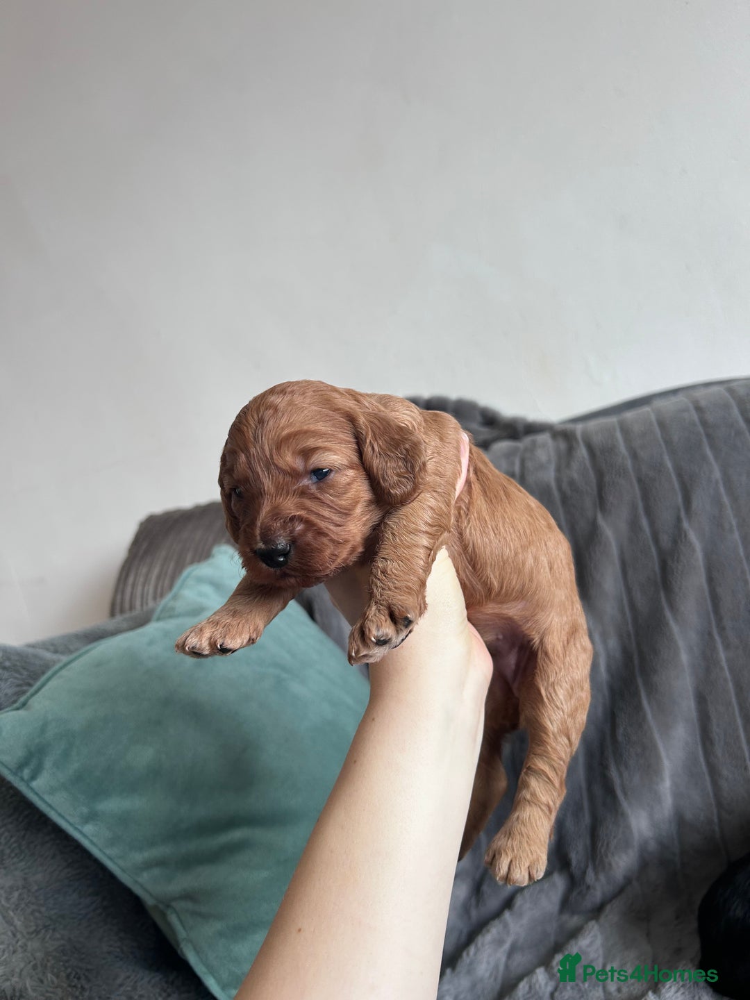 Cockapoo dogs for sale: Stunnning cockerpoos  - Image 5