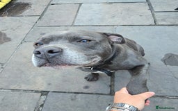 Staffordshire Bull Terrier dogs for stud: Blue staffy male, KC registered - Image 1