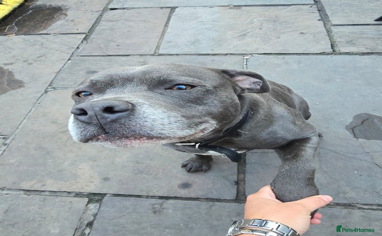 Staffordshire Bull Terrier dogs - Advert 5