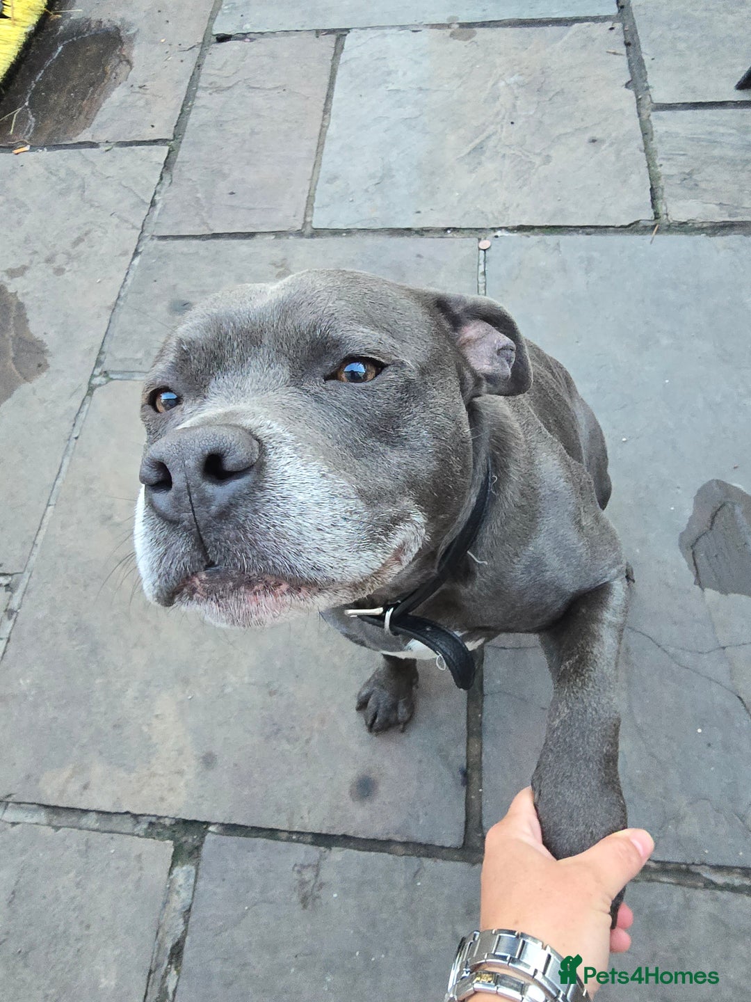 Staffordshire Bull Terrier dogs for stud: Blue staffy male, KC registered - Image 1
